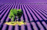 Lavender-1.jpg