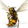 hornetfly